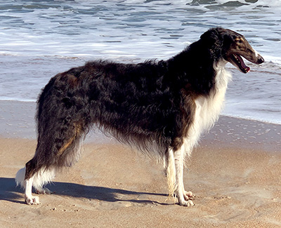 Top Conformation Borzoi 2019